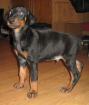 Dobermann welpen